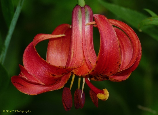 {Lilium michiganense}